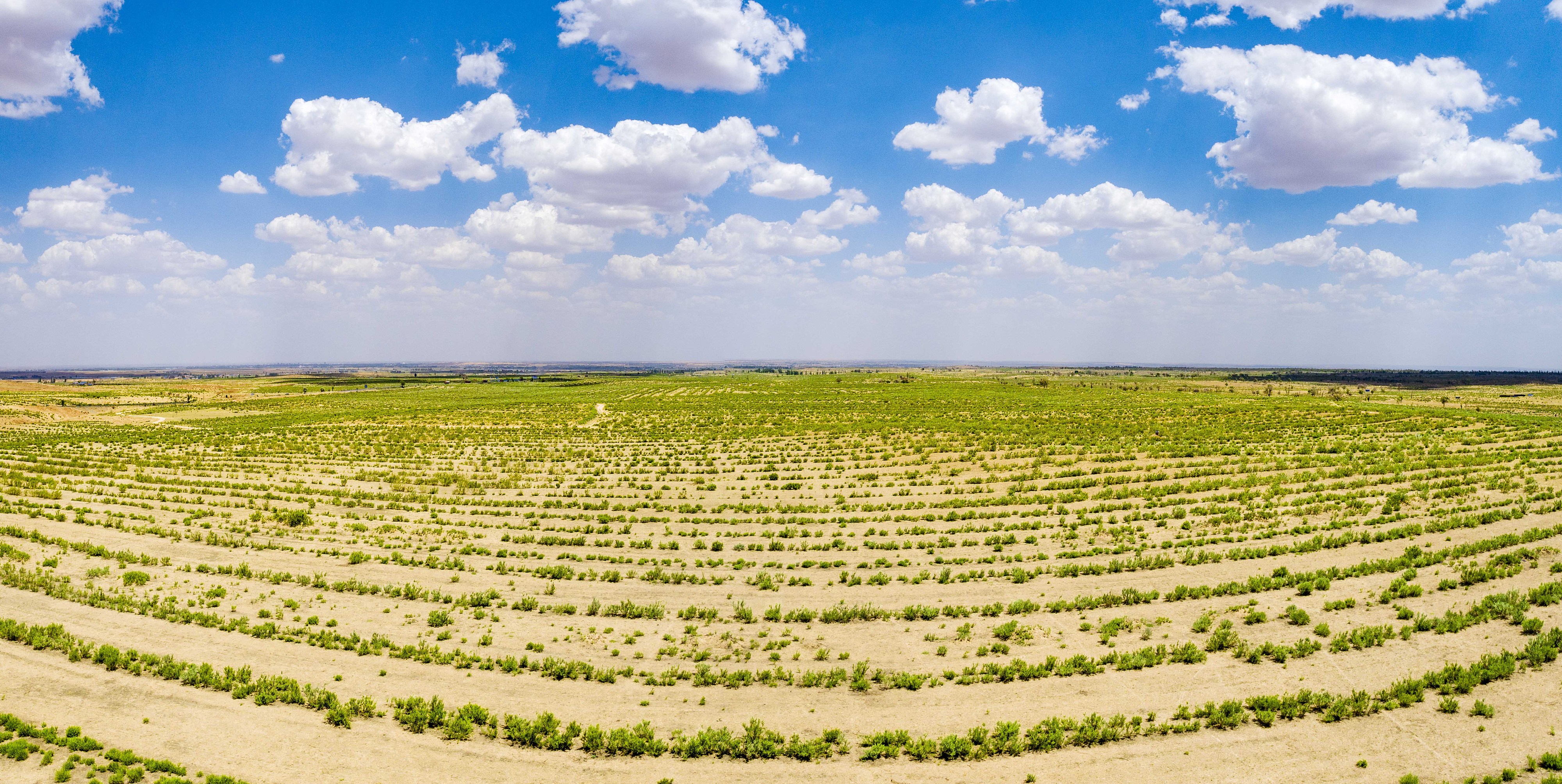 2023年6月7日，內蒙古鄂爾多斯，毛烏素沙漠。