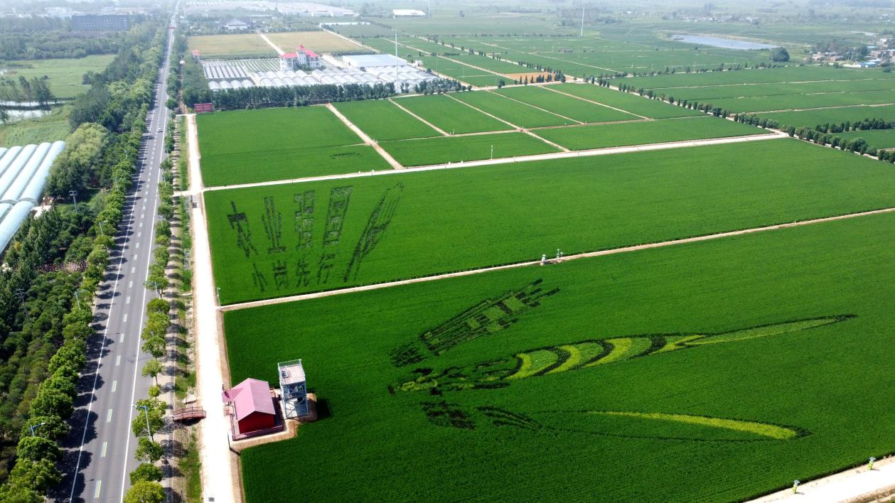 俯瞰小崗村高標(biāo)準(zhǔn)農(nóng)田。鳳陽(yáng)縣委宣傳部供圖